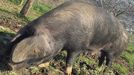Un ejemplar de gochu asturcelta