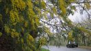 Floración de mimosas en la ribera del Miño, en el territorio del municipio de Chantada