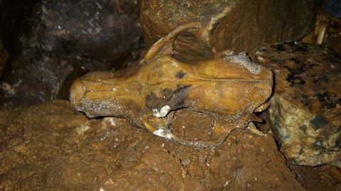 Un crneo animal en la cueva de Tara de Mostaz