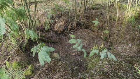 Rastros de una vieja excavacin furtiva en el castro de Barreiro 