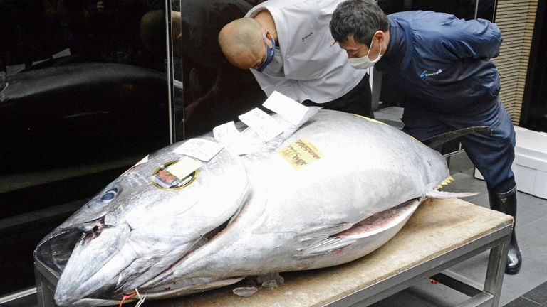 A 790 euros el kilo de atún rojo en la primera subasta del año en Tokio