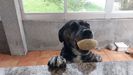Lucas, uno de los perros controlados por la Polica Local de Oleiros