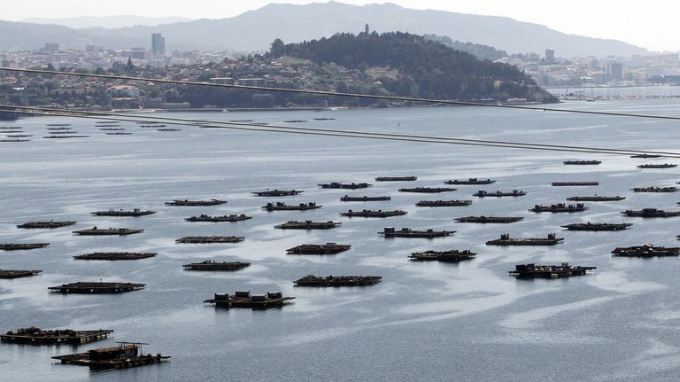 Los residuos plásticos afectan a los bancos de mejillón en la ría de Vigo