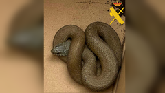 Imagen de la serpiente localizada en el patio de un colegio de Mondo�edo