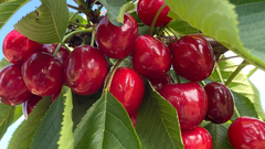 Plantaci�n de de cerezas.