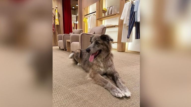 Luke, el perro de Outeiro de Rei adoptado por la familia de Julio Iglesias