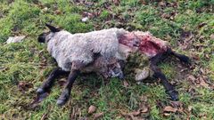 Una de las ovejas atacadas por el lobo en Corbilln, A Merca.