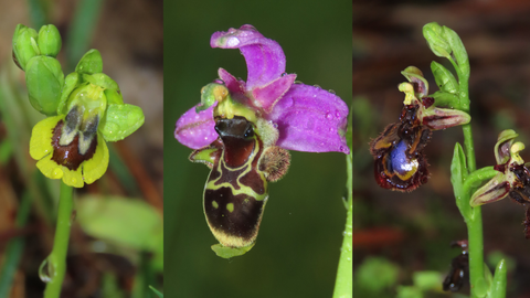 Por la forma de sus flores, las orqu�deas pueden llevar distinto nombre. De izquierda a derecha: �Abeja amarilla�, �Orqu�dea becada� y �Espejo de Venus�