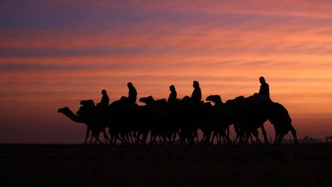 Varios hombres pasean por el desierto en sus camellos. 