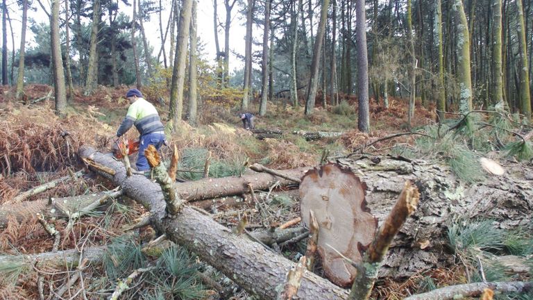 Curso de habilidades directivas y alto rendimiento para profesionales de la industria forestal-madera en Galicia