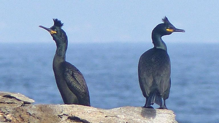 El cormorán moñudo, símbolo del Parque Nacional Illas Atláticas, aspira a convertirse en ave del año 2026