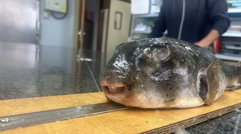 Continúa la llegada a las Rías Baixas de especies marinas tropicales, y algunas pueden ser tóxicas