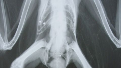 Radiografía de un ave con perdigones de plomo 