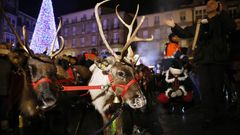 Los renos acompaaron a Pap Noel por varias calles y la Praza Maior