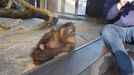 La reaccin de una orangutana en el zoo de Barcelona