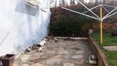 Los gatos, segn indica la asociacin Miau Lemos, han sido alimentados hasta ahora por una vecina que ya no puede seguir dndoles comida