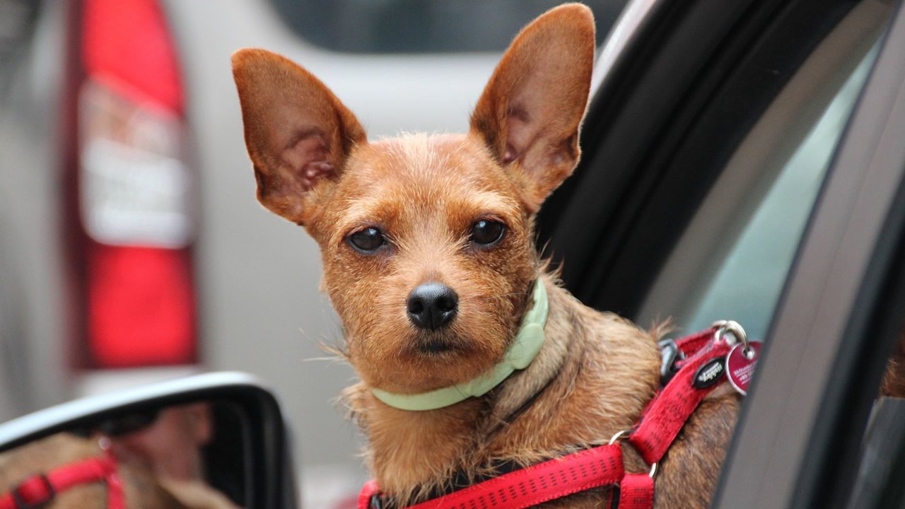 Por qu las mascotas no pueden viajar como los humanos?.Un canal ocupado por lixo plstico en Manila. Filipinas , segundo Greenpeace, o terceiro pas asitico que mis plstico arroxa aos ocanos