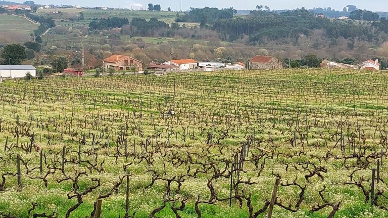 Portugal investiga la falsificación de uvas en la elaboración de vinos verdes, al norte del país