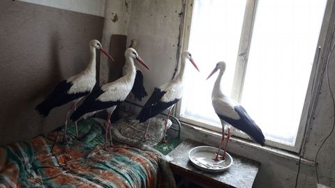 Vecinos de un pueblo blgaro abren sus casas a las aves tras las glidas temperaturas