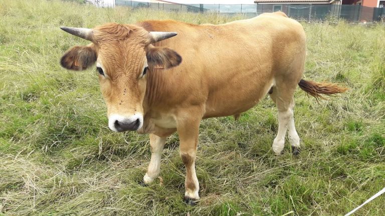 Paquito, el buey de 1.300 kilos único en Asturias