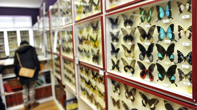 El Tinder de las mariposas