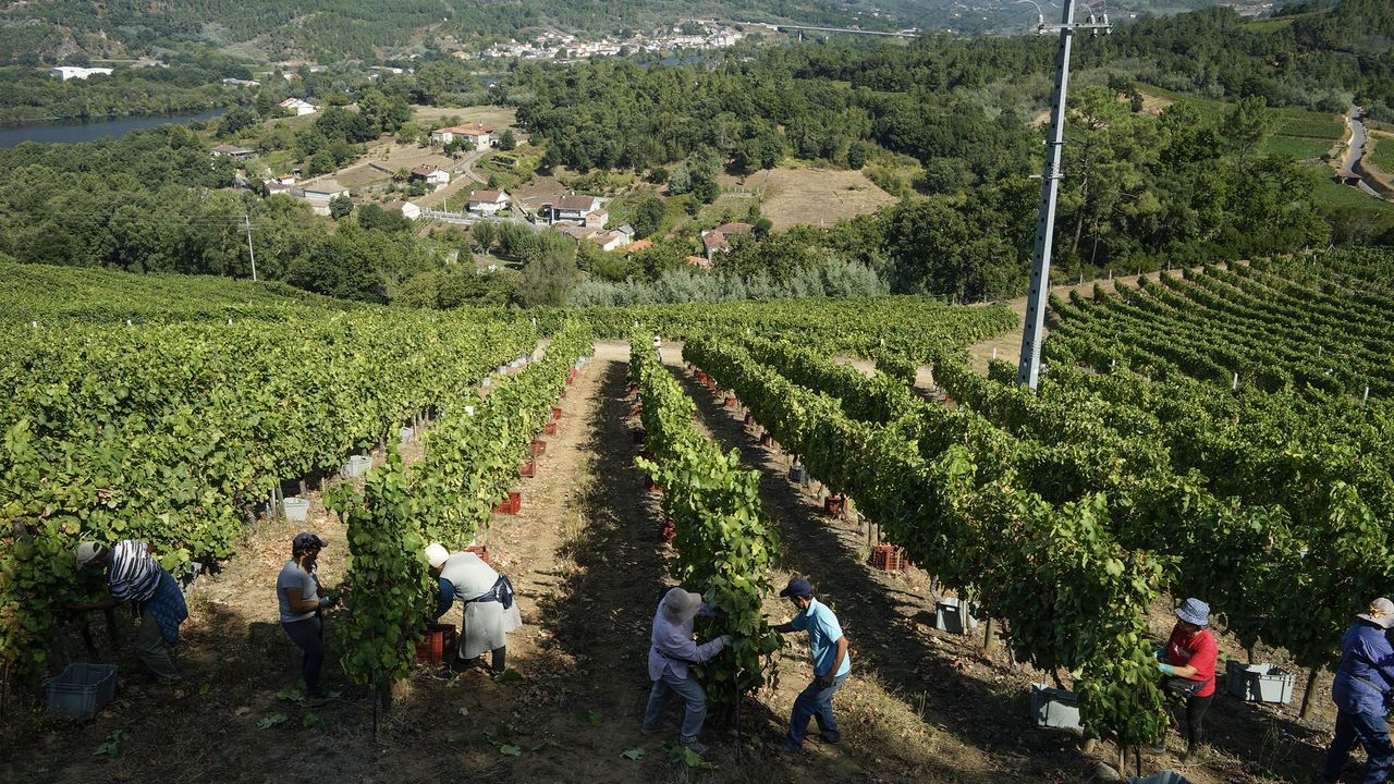 Vendimia en un vi�edo de To�n.