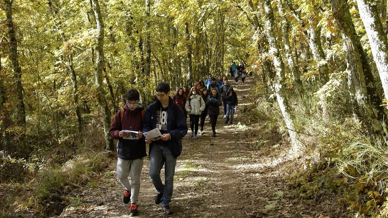 O Av, un eucalipto que s pega sello.Ruta didctica ambiental por el Macizo Central de la provincia de Ourense