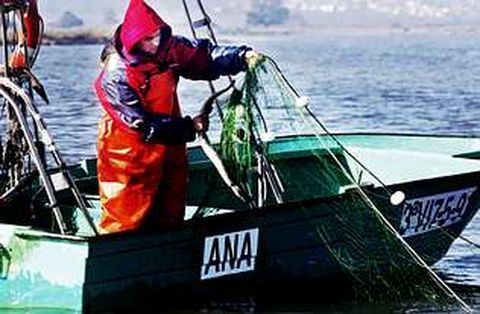 Los pescadores estn cogiendo una media de cinco ejemplares al da y el precio oscila entre 10 y 20 euros
