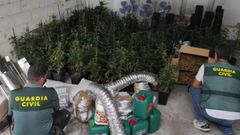 Plantacin de marihuana localizada en una vivienda de Bande, por la que ahora ha sido condenado un hombre
