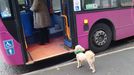 Un perro a punto de subir a un autobs urbano