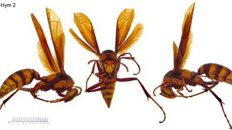 Avispa papelera americana