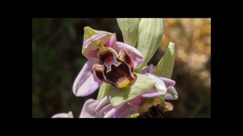 La  Ophrys apifera  atrae a las abejas con su peculiar aspecto 