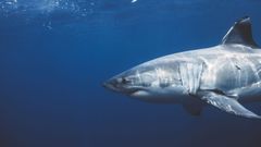 Un tiburón blanco, en una imagen de archivo