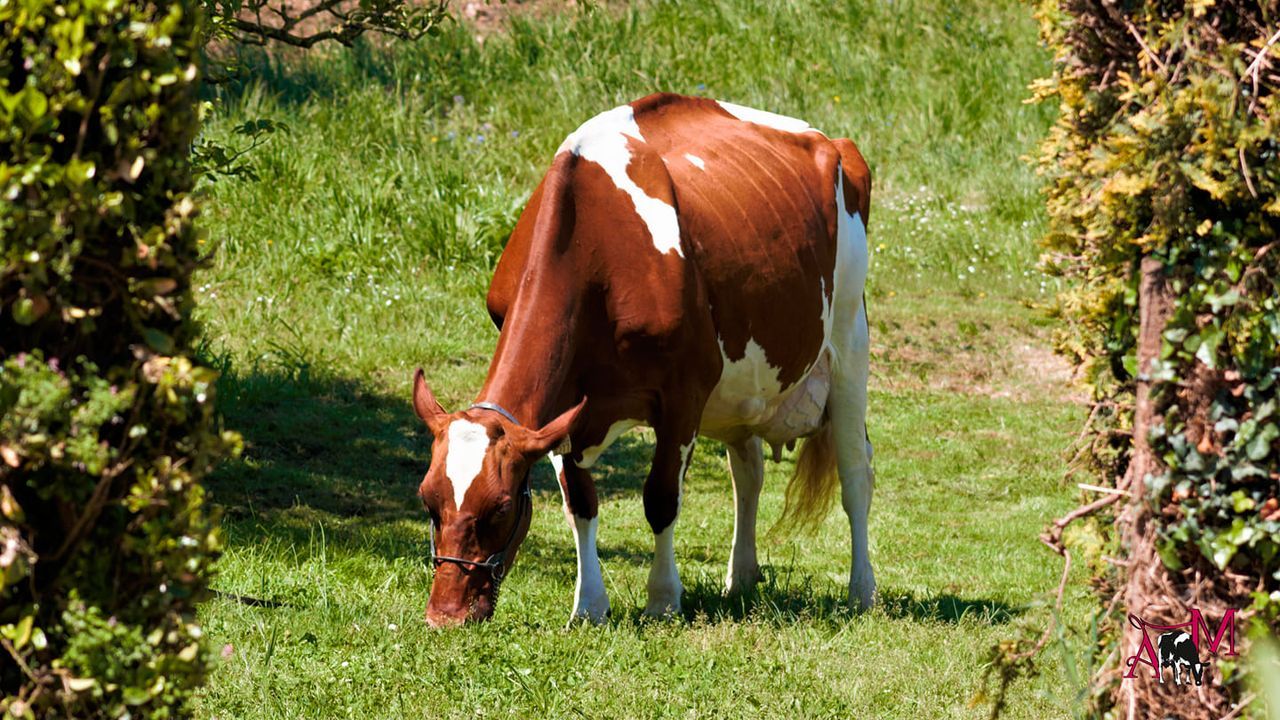 La vaca criada en Chantada, en Silleda el d�a en que se vendi�