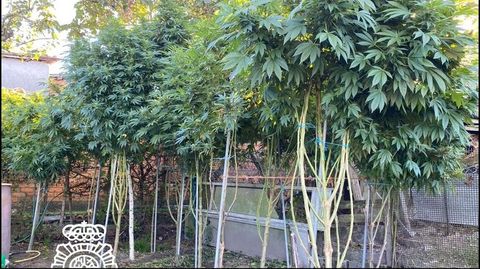 Imagen de archivo de las plantas incautadas por la Policía Nacional en Xunqueira de Espadanedo