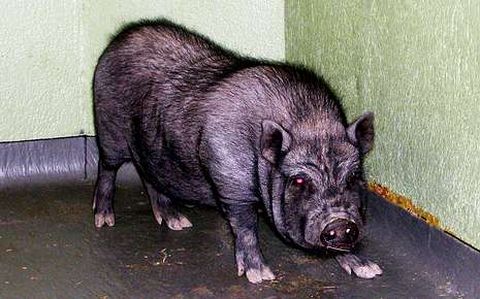 El cerdo vietnamita recuperado en Outeiro de Rei.