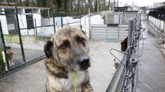 Instalaciones de la protectora de animales de Lugo, que se hizo cargo del servicio en Monforte hasta el 2016