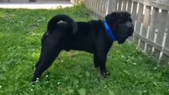 Jos�n, el Shar Pei abandonado en el albergue de animales de Oviedo