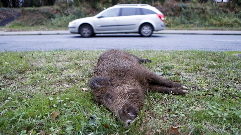 El peligro que suponen los jabalíes para la seguridad vial es uno de los mayores problemas de los que alerta el Concello de Valdoviño