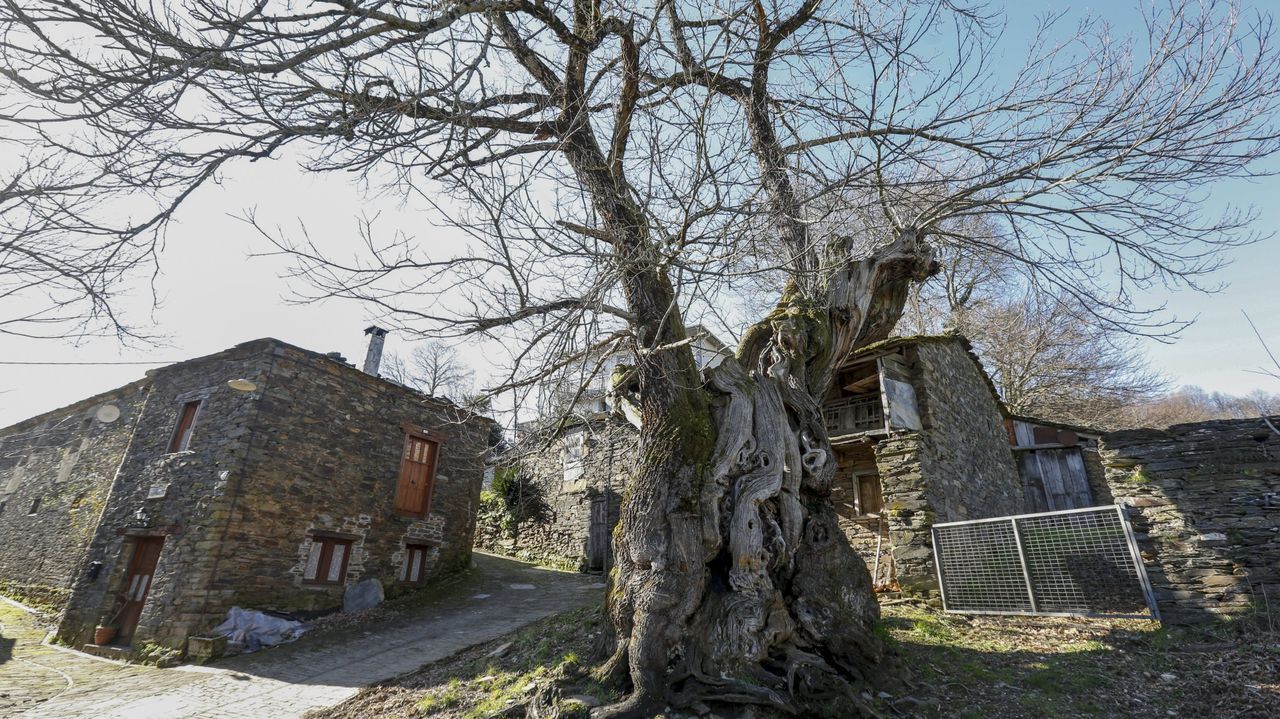 Castromaior, un castro con unas vistas privilegiadas del centro de Lugo.A Castieira de Ramil, nueva rbol senlleira de Triacastela