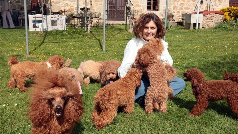 Así es la gran canichada gallega: «En mayo juntaremos a más de 150 caniches en Nigrán»