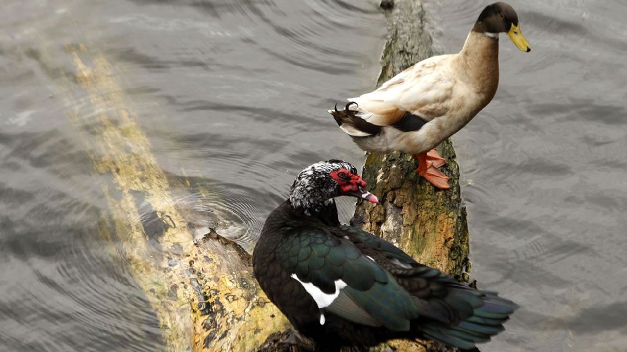 Por qu las mascotas no pueden viajar como los humanos?.Gas Natural Fenosa fue la primera compaa que empez a repotenciar sus aerogeneradores. En el paraje de cabo Viln, el primer
parque elico de Galicia, los 22 molinos han sido sustituidos por dos. En la imagen, las obras de inicio de la transformacin