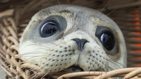 Una cra de foca sale de una cesta en el Mar del Norte, en la isla de Juist (Alemania)