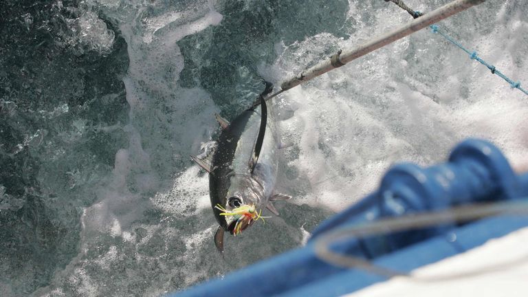 Pesca insta a los boniteros a registrar cada lance con capturas