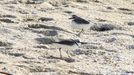 Chorlitejo patinegro, una especie que anida en las dunas de las Rías Baixas