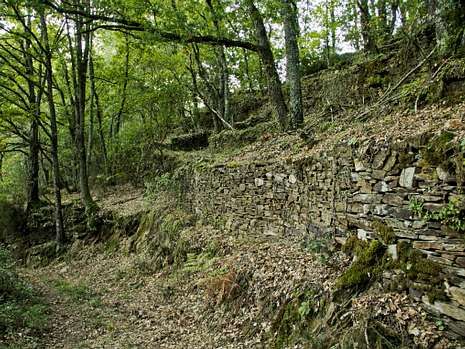 Antiguas terrazas vit�colas invadidas por la vegetaci�n en A Caborca