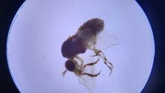 Mosca negra (sim�lido) bajo la lupa.