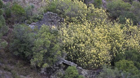 Mimosas sobre una antigua albariza cerca de la aldea de Vilamor