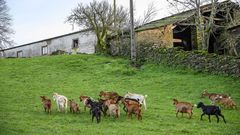 Un rebao de cabras en un prado de la aldea