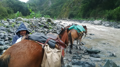 Varias mulas y mulos de camino al pueblo San José de Chaquivil.